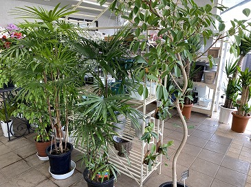 シュロチク　１６５００円　